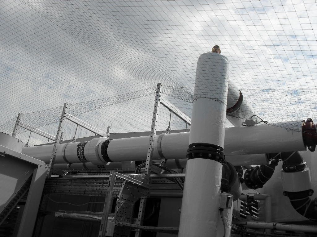 Bird Control in Maidstone, Kent